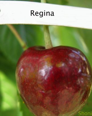Регіна (пізнього терміну)