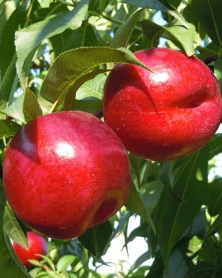 Старк Сангло (середнього терміну)