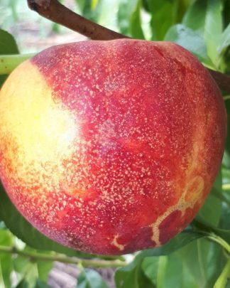 Флейвон (середньо-пізнього терміну)