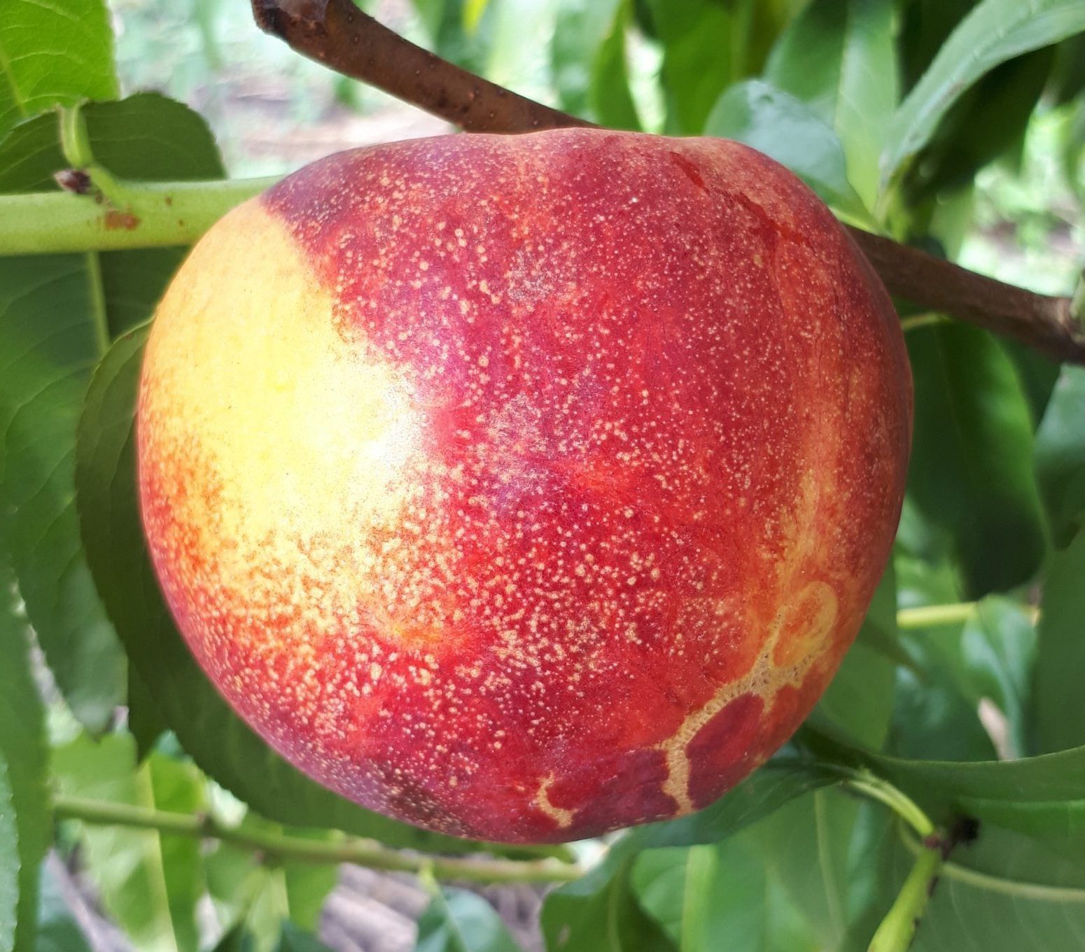 Флейвон (середньо-пізнього терміну)