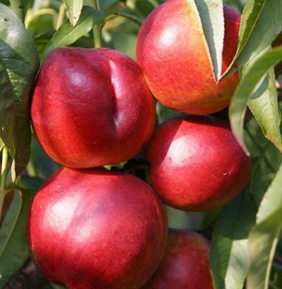 Харблейз (середнього терміну)