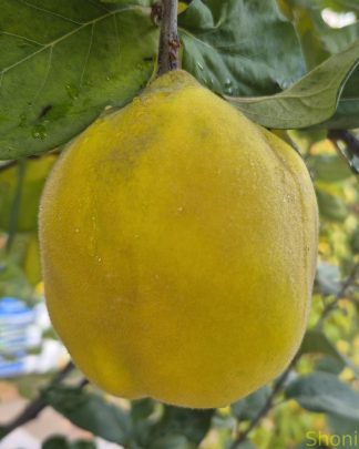 Айва довгаста «Академічна»