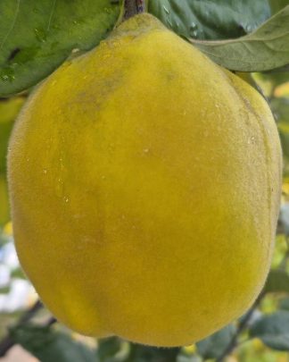 Айва довгаста «Академічна»