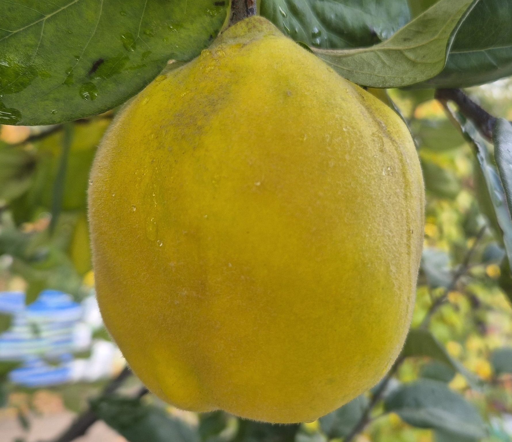 Айва довгаста «Академічна»