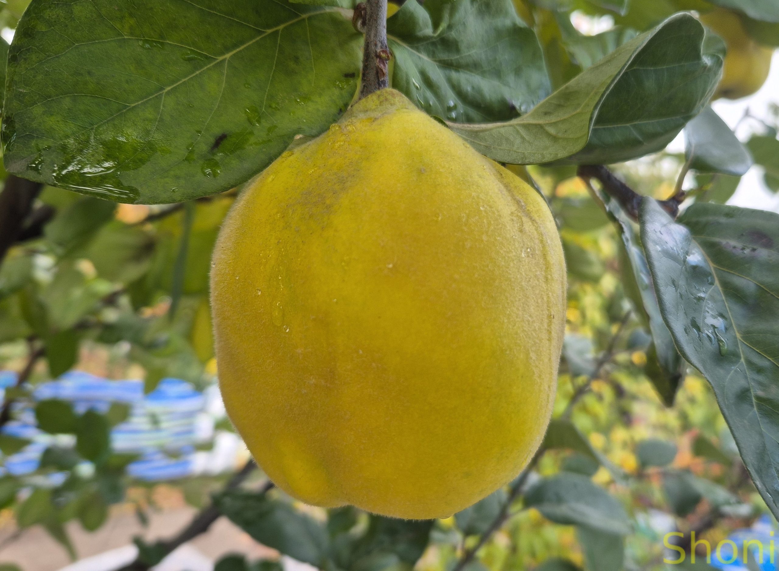 Айва довгаста «Академічна»