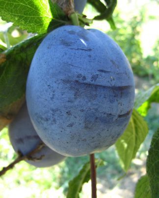 Амерс (пізнього терміну)