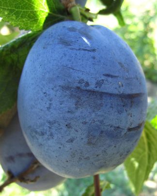 Амерс (пізнього терміну)