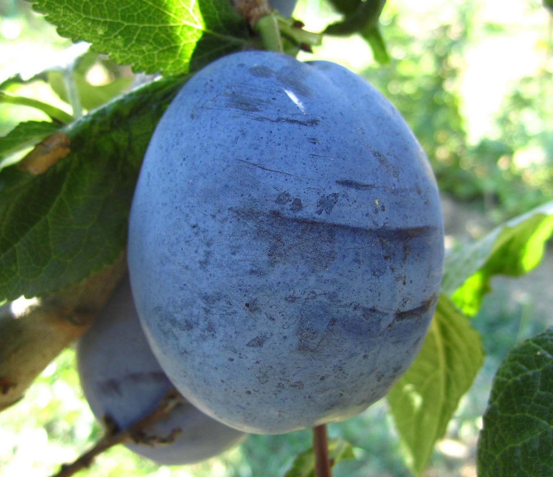 Амерс (пізнього терміну)