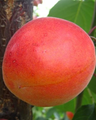 Бетінка (середнього терміну)