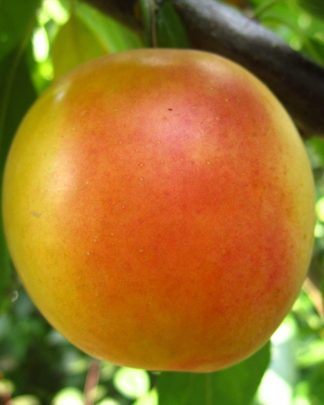 Гек (крупноплідна алича, середнього терміну)