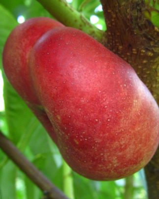 Концеттіна (середнього терміну)