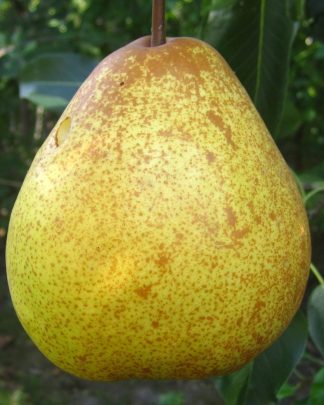 Осінні сорти