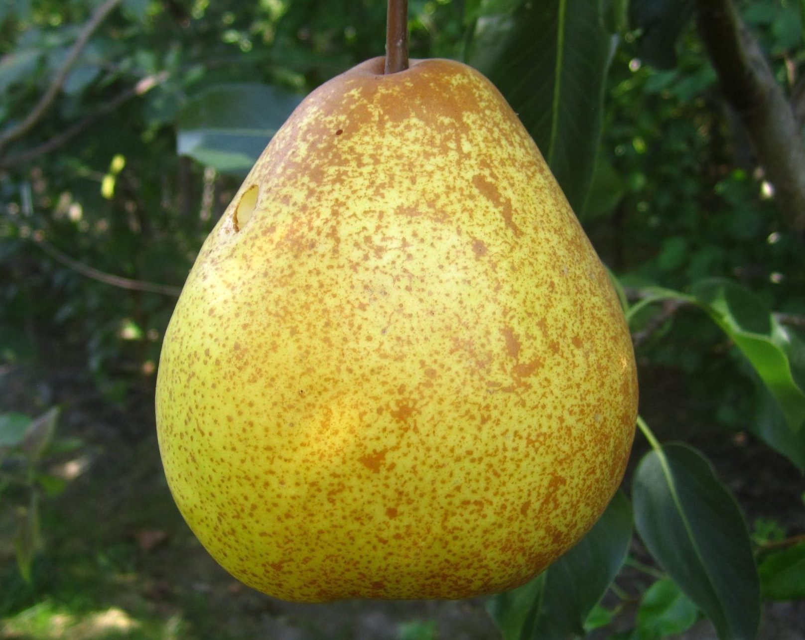 Сокровище - Зображення 2