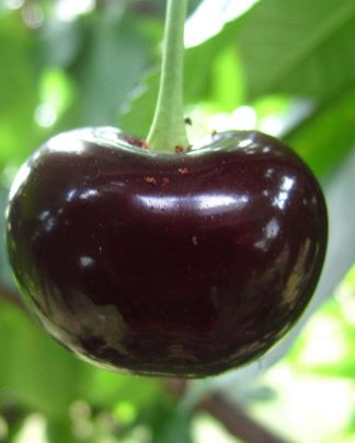 Чудо (дюк, раннього терміну)