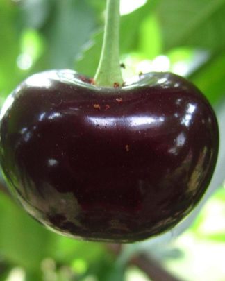 Чудо (дюк, раннього терміну)