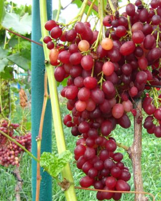 Велес (кишмиш)