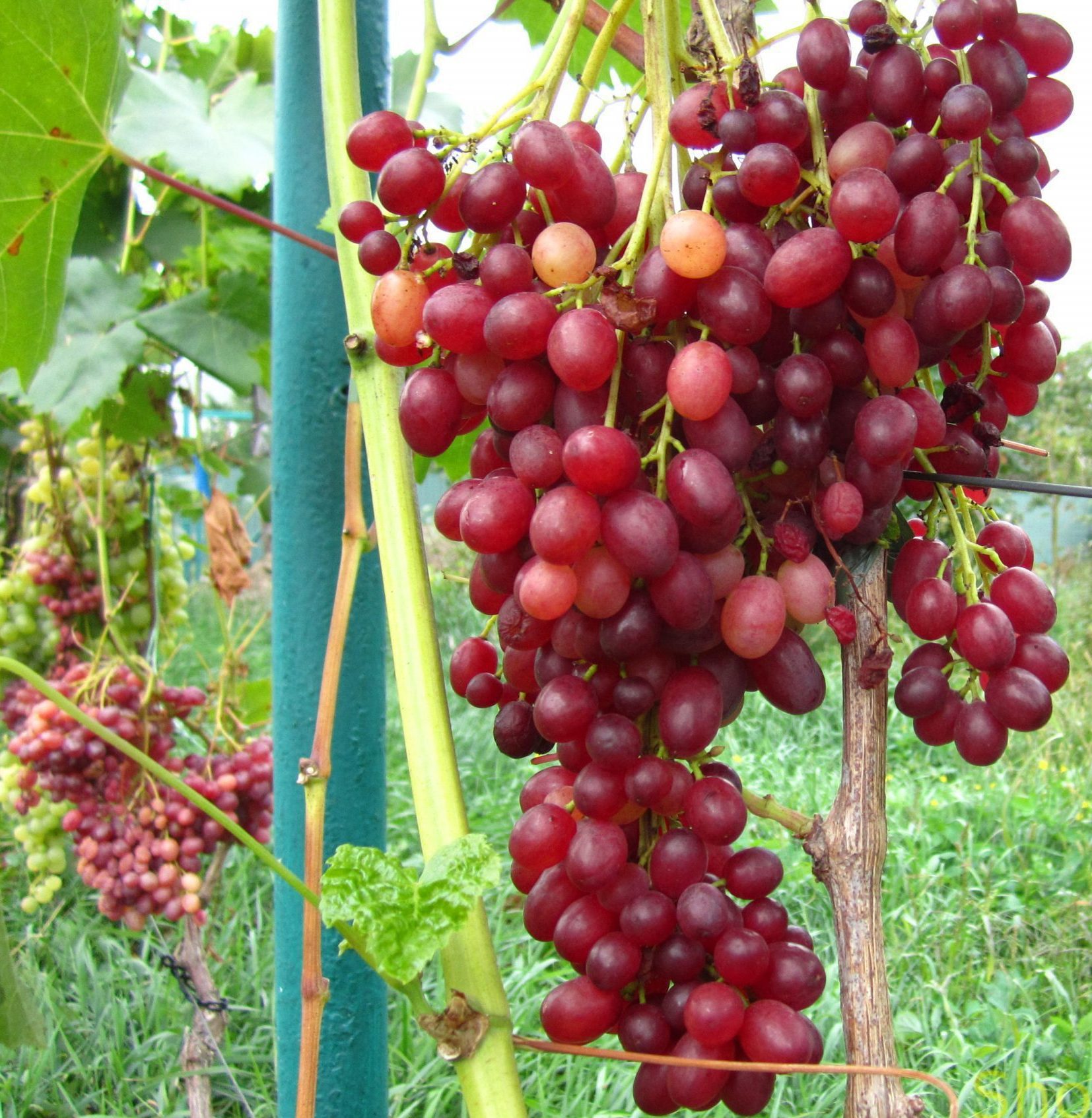 Велес (кишмиш)