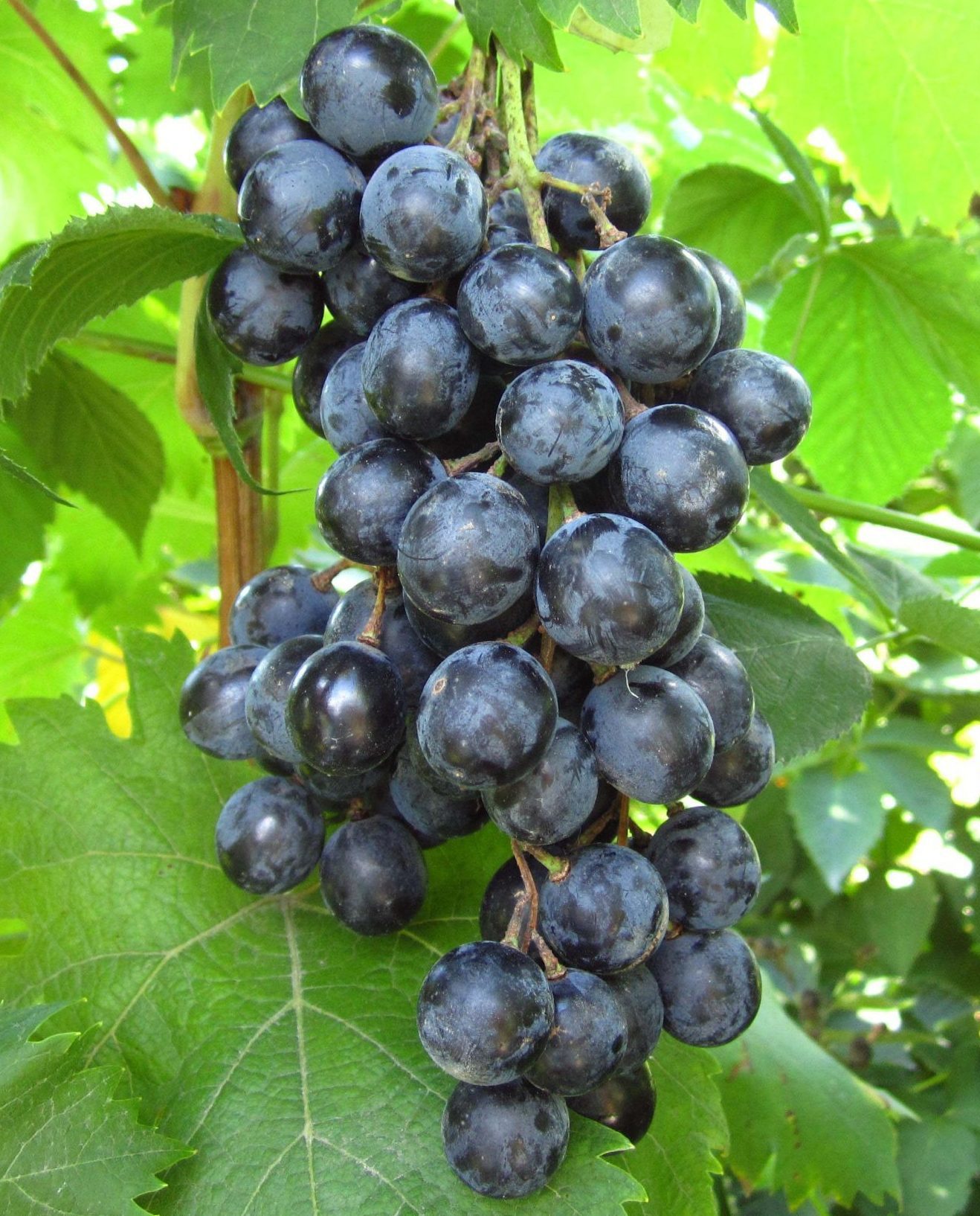 Мускат Донський