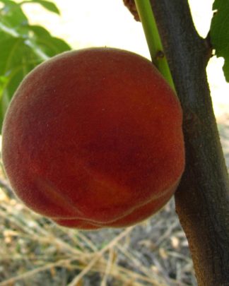 Рубіновий принц (раннього терміну)