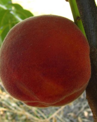 Рубіновий принц (раннього терміну)