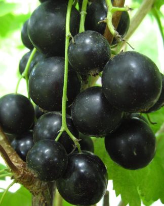 Чорний десерт