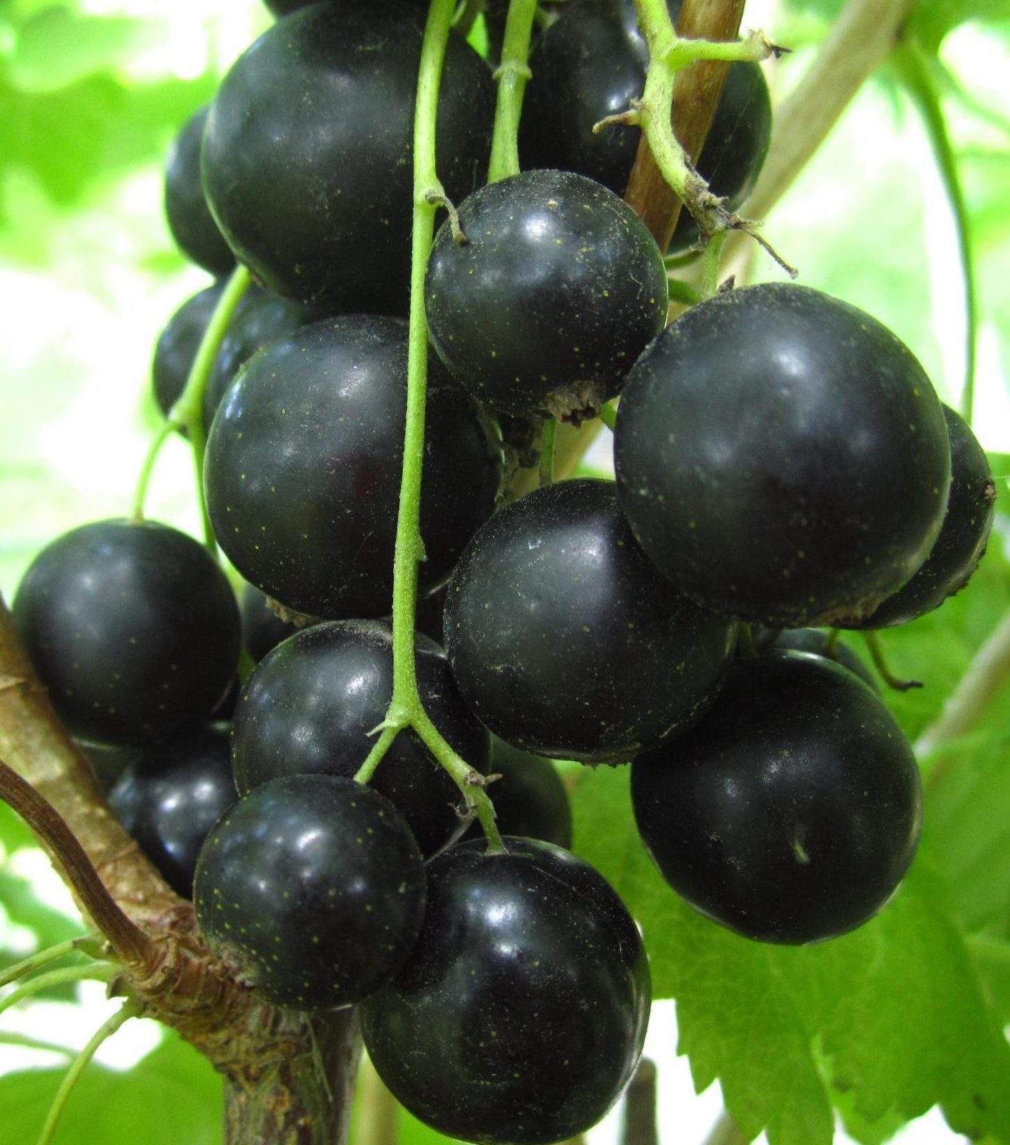 Чорний десерт