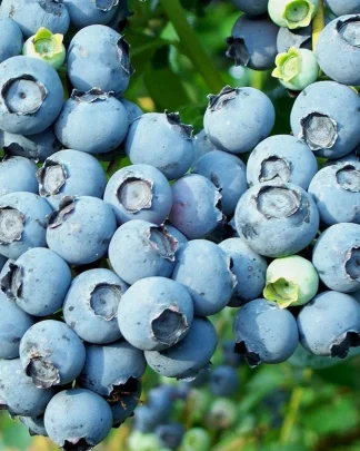 Блюкроп (середній, невибагливий)