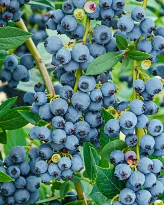 Елліот (пізній, осінній)