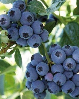 Река (ранній, урожайний)