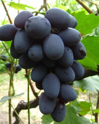 Юпітер (кишмиш)