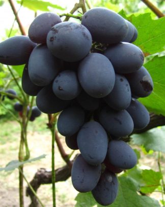 Юпітер (кишмиш)