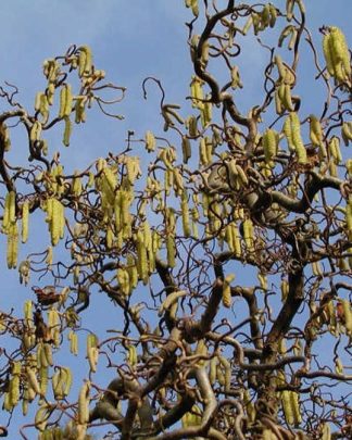 Ліщина звичайна 'Конторта'