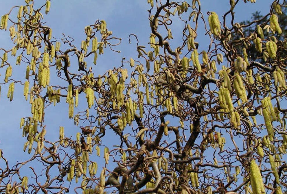 Ліщина звичайна 'Конторта'