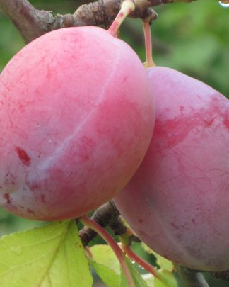 Фаворіта дель Султано (середнього терміну)