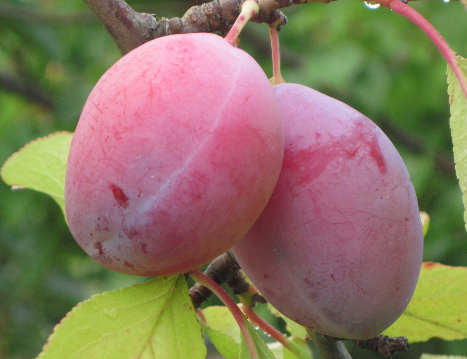 Фаворіта дель Султано (середнього терміну)