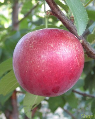 Глобус (крупноплідна алича, середньо-пізнього терміну)