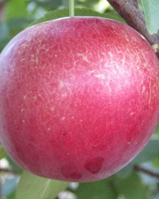 Глобус (крупноплідна алича, середньо-пізнього терміну)