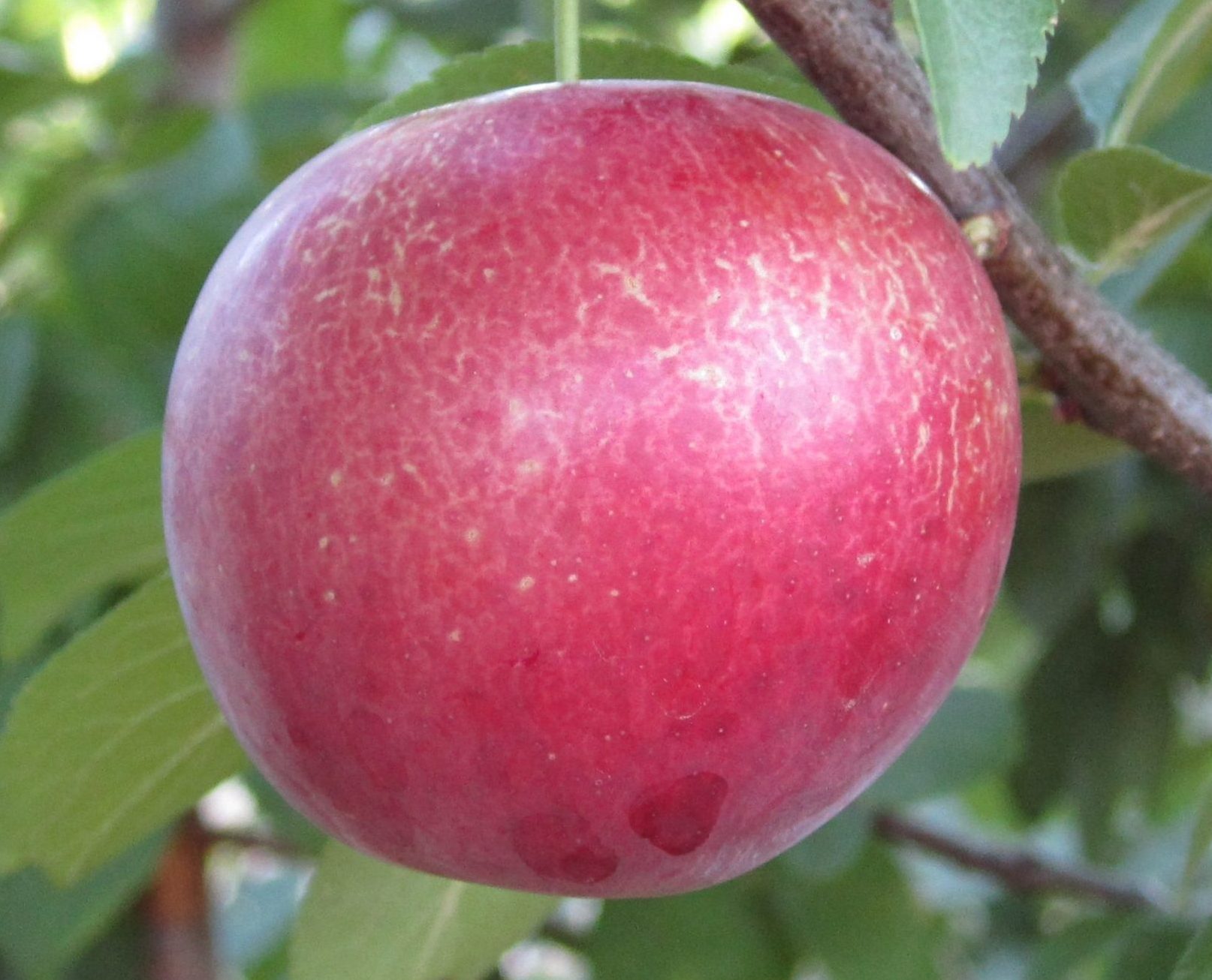 Глобус (крупноплідна алича, середньо-пізнього терміну)