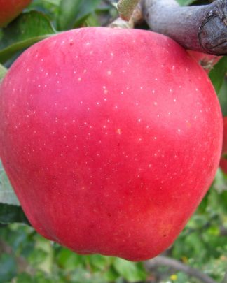 Дельбар Жубіле