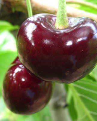 Донецький Угольок (пізнього терміну)