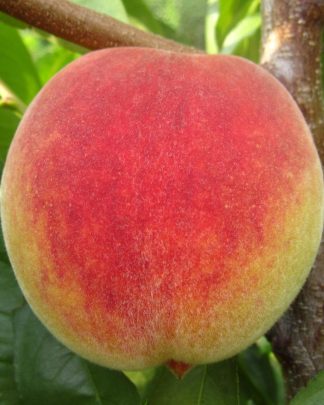 Орфей (пізнього терміну)