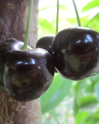 Прощальна (ранньо-середнього терміну)