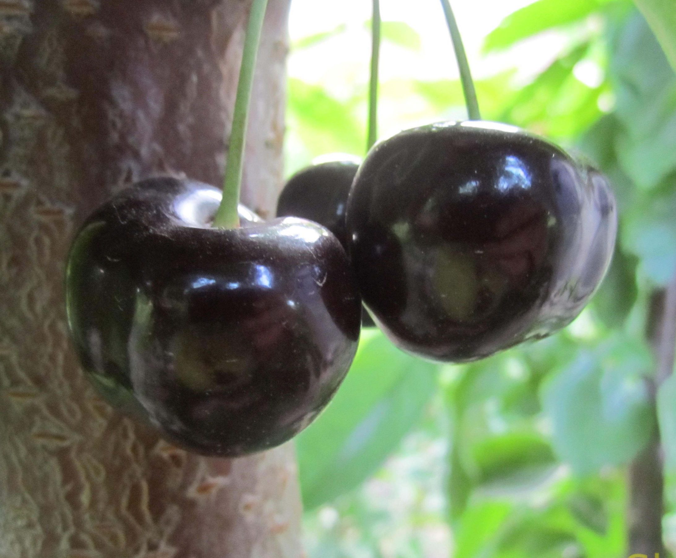 Прощальна (ранньо-середнього терміну)