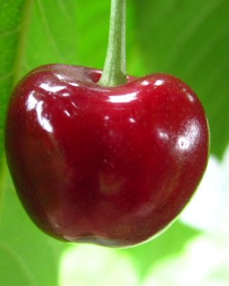 Рубінова рання (раннього терміну)