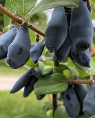 Бореал Бліззард