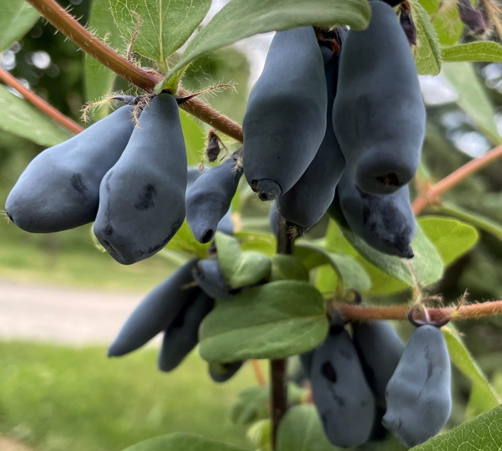 Бореал Бліззард