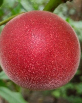 Фіделія (середньо-пізнього терміну)