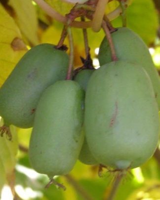 Актинідія гостра «Джамбо»