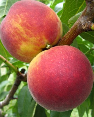 Флемін Ф’юрі ПФ 23 (пізнього терміну)