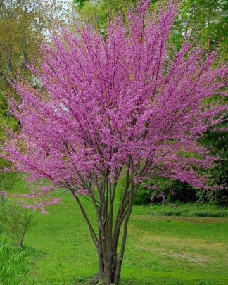 Церцис канадський